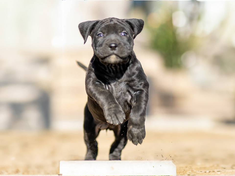 A Presa Canario puppy in mid-jump, aiming to reach its handler in a simulated rescue scenario, illustrating the breed's potential in service and support roles.