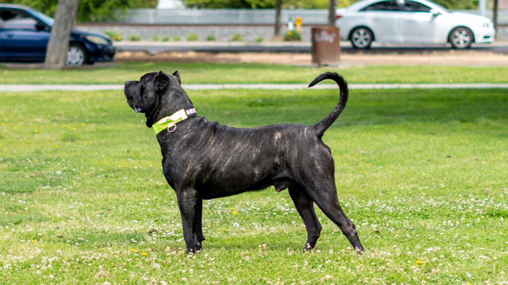 A vibrant Presa Canario actively participating in a fitness activity, showcasing its strength and agility.