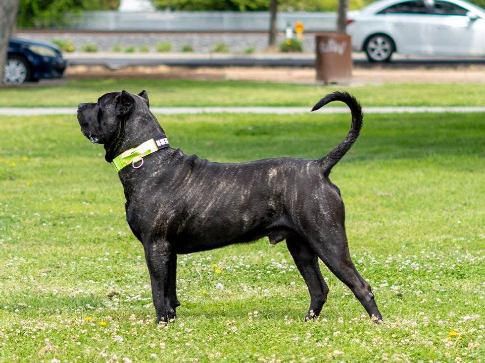 A vibrant Presa Canario actively participating in a fitness activity, showcasing its strength and agility.