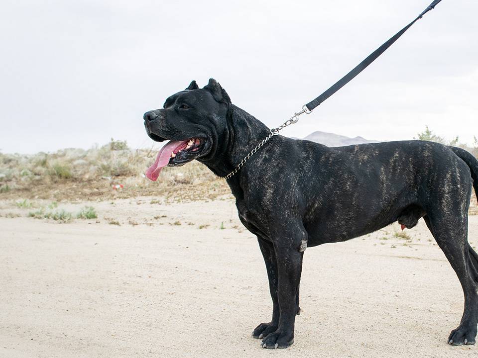 A Presa Canario being trained, countering the misconception of being difficult to train.