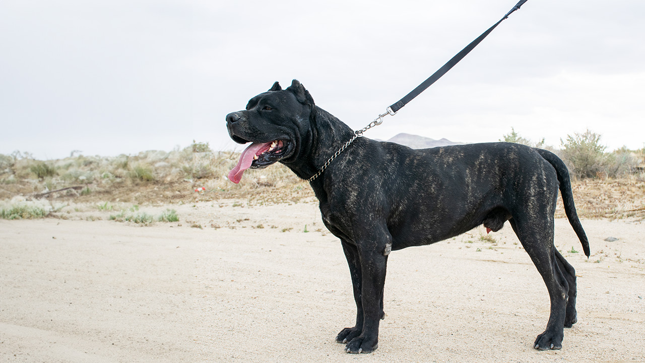 A Presa Canario being trained, countering the misconception of being difficult to train.