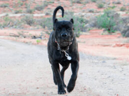 A Presa Canario dog joyfully running through a vast desert landscape, symbolizing the freedom and safety that comes from a well-prepared environment.