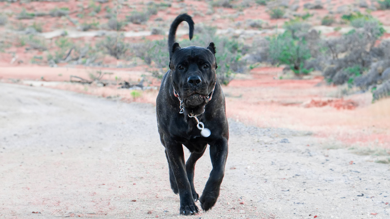 can a perro de presa mallorquin live in bahamas