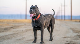 Presa Canario puppy standing majestically in a desert landscape, available for sale in Maryland.