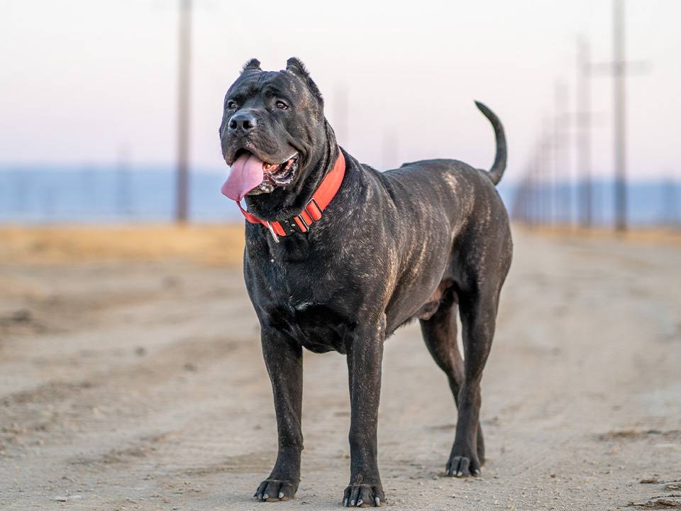 Presa Canario puppy standing majestically in a desert landscape, available for sale in Maryland.