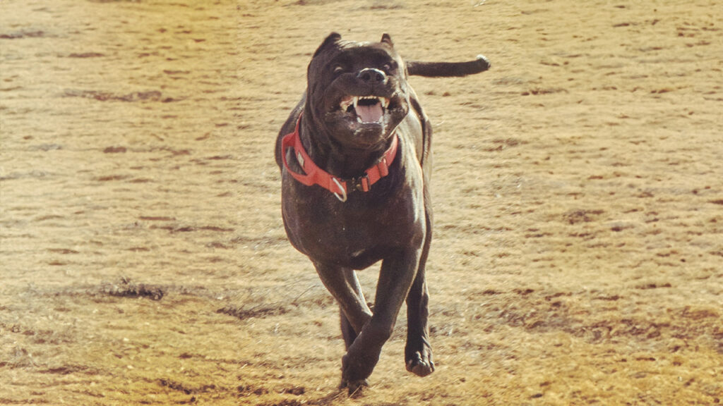 A robust Presa Canario energetically running through a desert landscape, epitomizing the exercise requirements for a healthy and happy life.