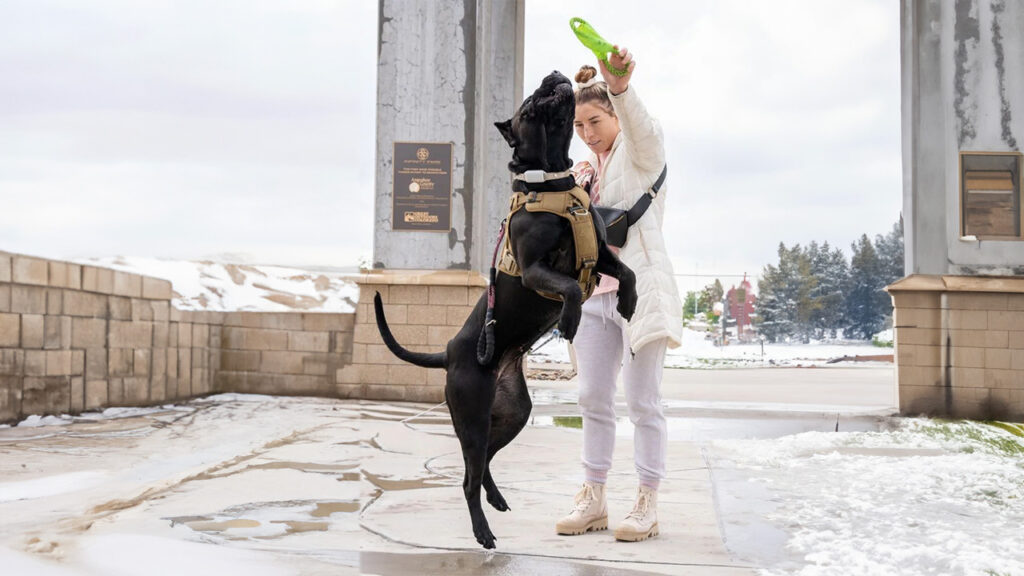 A Presa Canario standing at attention in a park, exemplifying the importance of understanding health issues commonly found in the breed