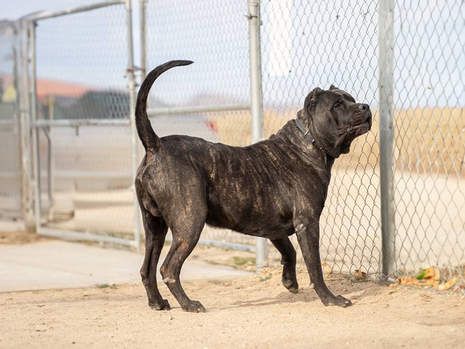 Close-up of a well-groomed Presa Canario with a shiny coat.