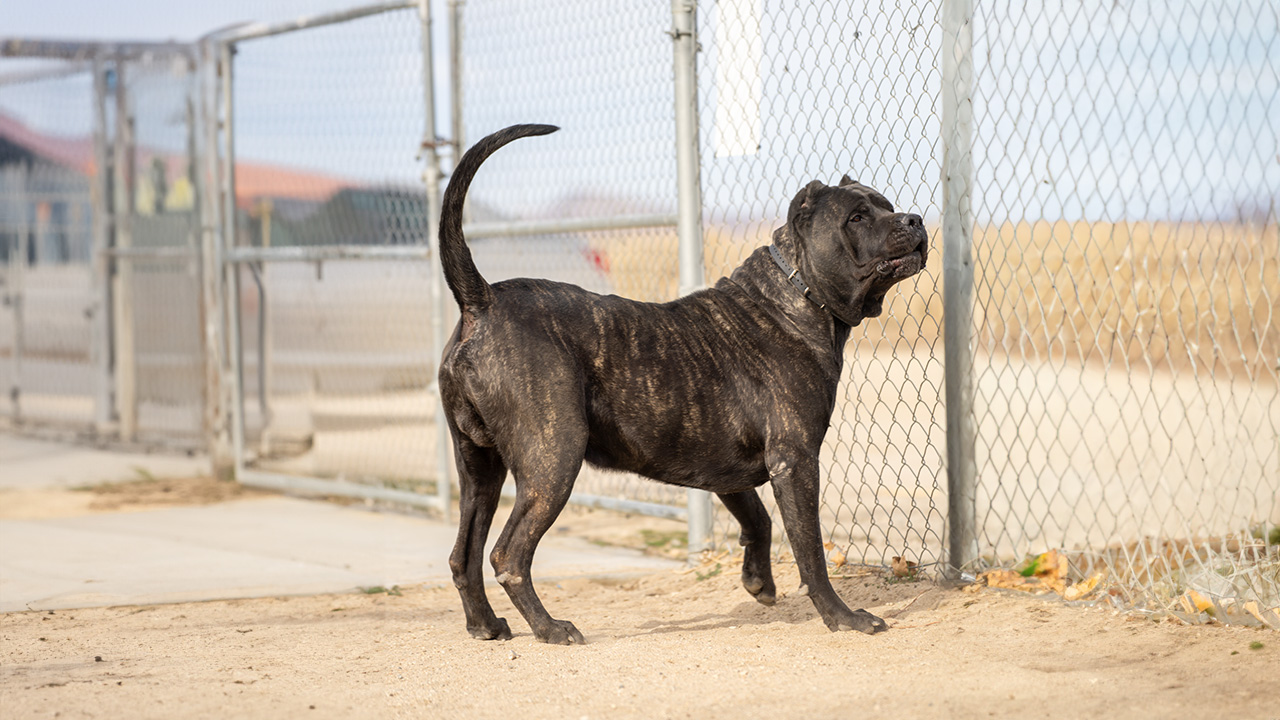 Close-up of a well-groomed Presa Canario with a shiny coat.