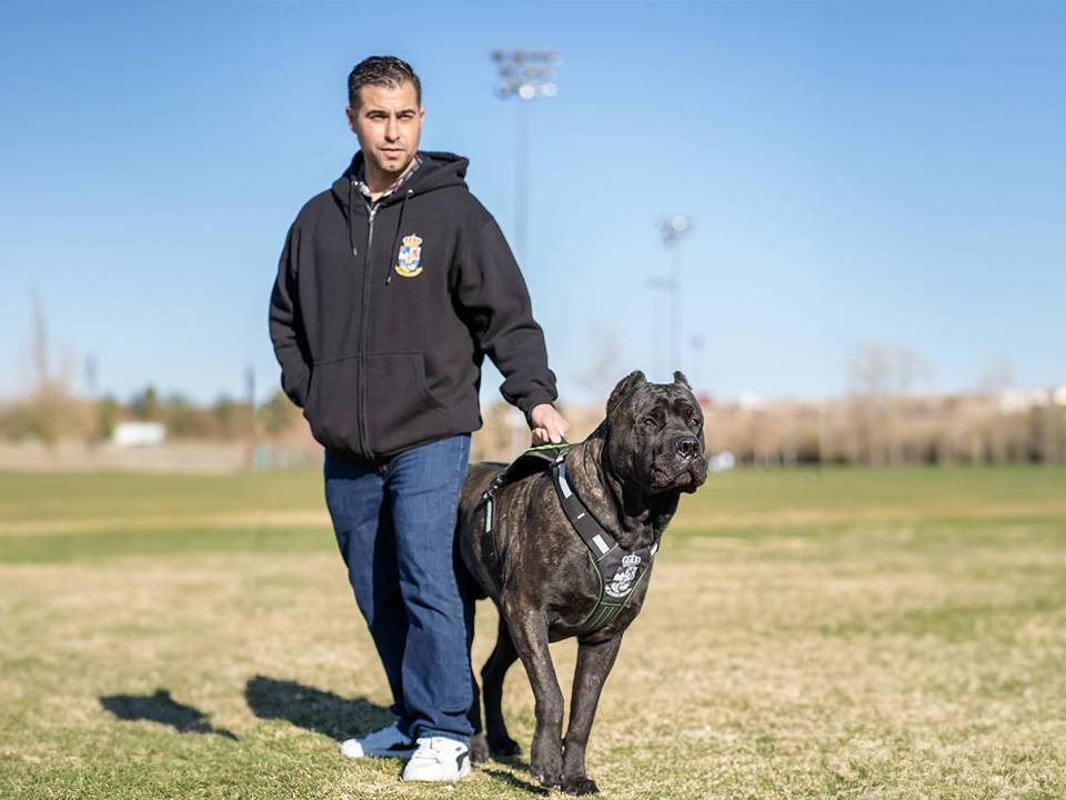 A Presa Canario standing at attention in a park, exemplifying the importance of understanding health issues commonly found in the breed