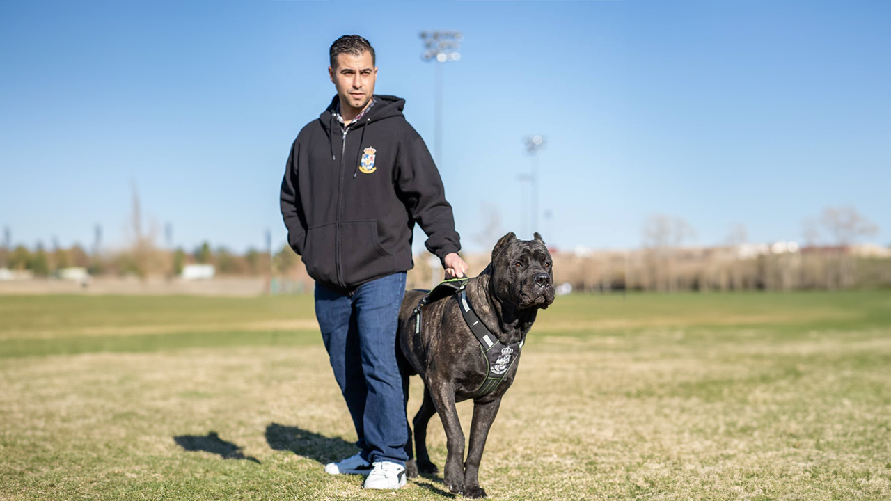 A Presa Canario standing at attention in a park, exemplifying the importance of understanding health issues commonly found in the breed
