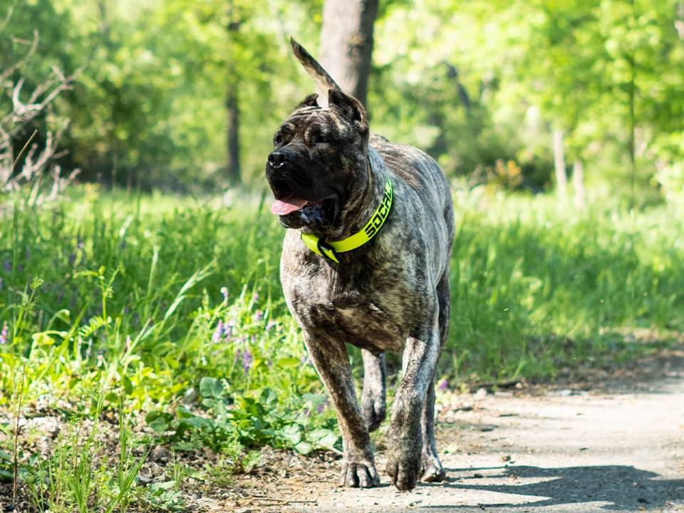A comprehensive guidebook cover on How to Adopt a Presa Canario, featuring images of a happy Presa Canario family.
