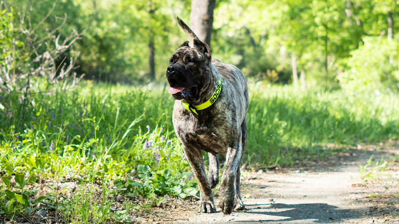 A comprehensive guidebook cover on How to Adopt a Presa Canario, featuring images of a happy Presa Canario family.