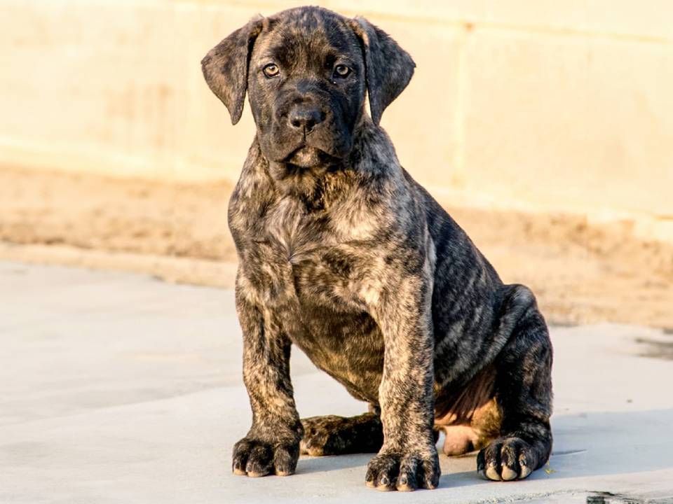 A focused Presa Canario puppy engrossed in a puzzle toy, epitomizing mental stimulation and cognitive engagement