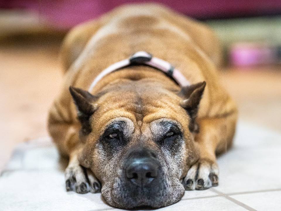 Elderly Presa Canario enjoying a peaceful moment in a sunny backyard, symbolizing proper care for senior dogs.