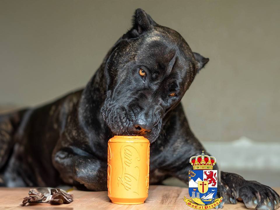 Presa Canario caught in action while playing fetch