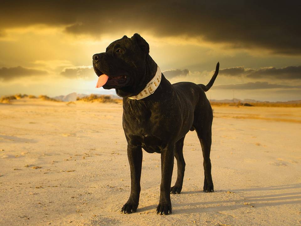 A focused Presa Canario attentively awaiting a training command