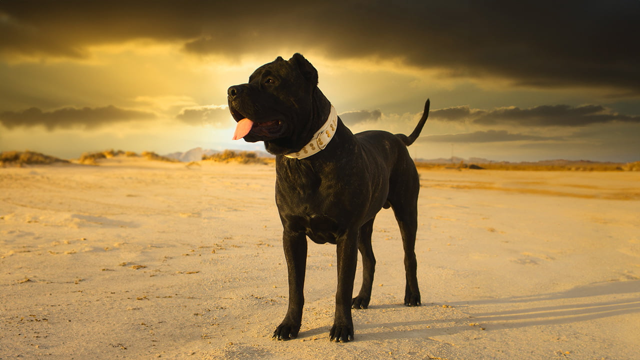 A focused Presa Canario attentively awaiting a training command