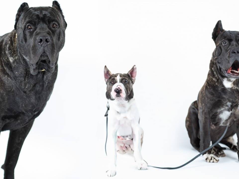 Presa Canario and a new puppy meeting for the first time in a fenced backyard.