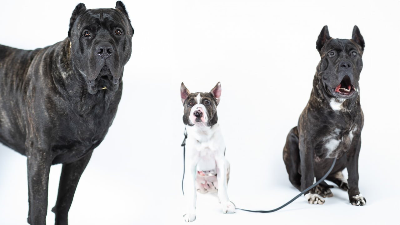Presa Canario and a new puppy meeting for the first time in a fenced backyard.