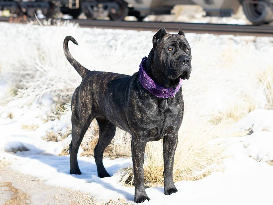Presa Canario in alert stance, showcasing guarding instinct