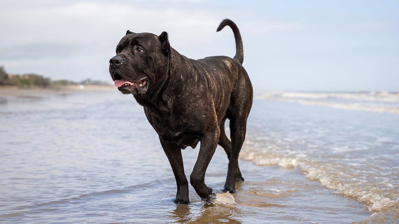 A majestic Perro de Presa Canario standing in front of Georgia's famous peach orchards, showcasing its strong physique and alert expression