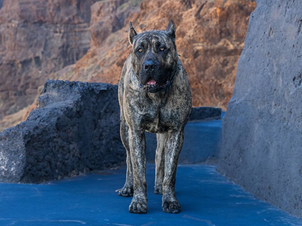 A socalpresa presa canario dog in the canary islands