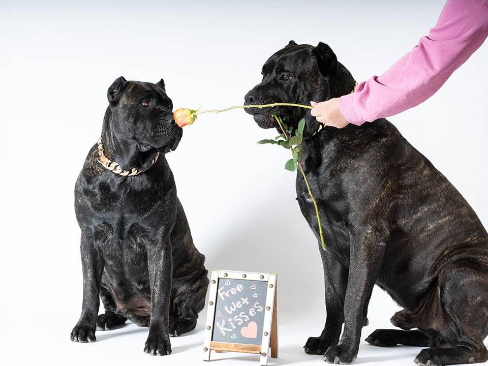 Owner grooming a Presa Canario dog for its first show, focusing on brushing its coat.