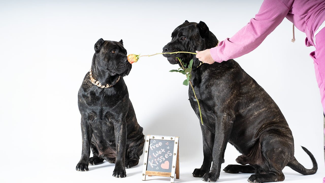 Owner grooming a Presa Canario dog for its first show, focusing on brushing its coat.