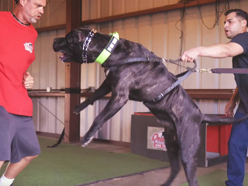 A powerful Presa Canario showcasing its strong jaw and teeth, ready to demonstrate its impressive bite force