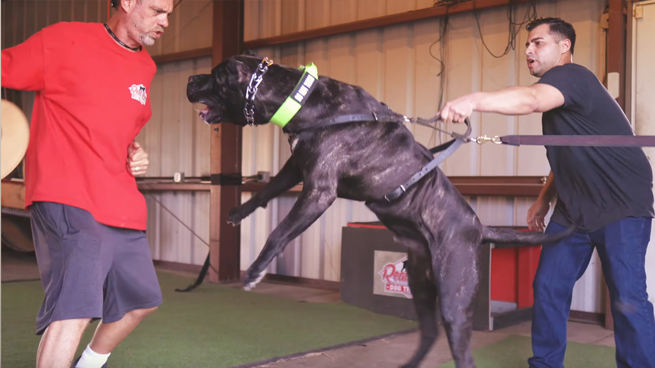 Managing Cane Corso's Strong Bite: Safety & Training Tips