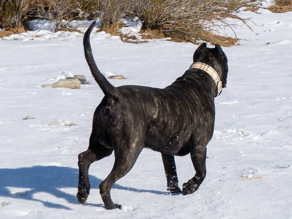 Comprehensive Guide to Nourishing Your Presa Canario: From Essential Nutrients to Feeding Schedules