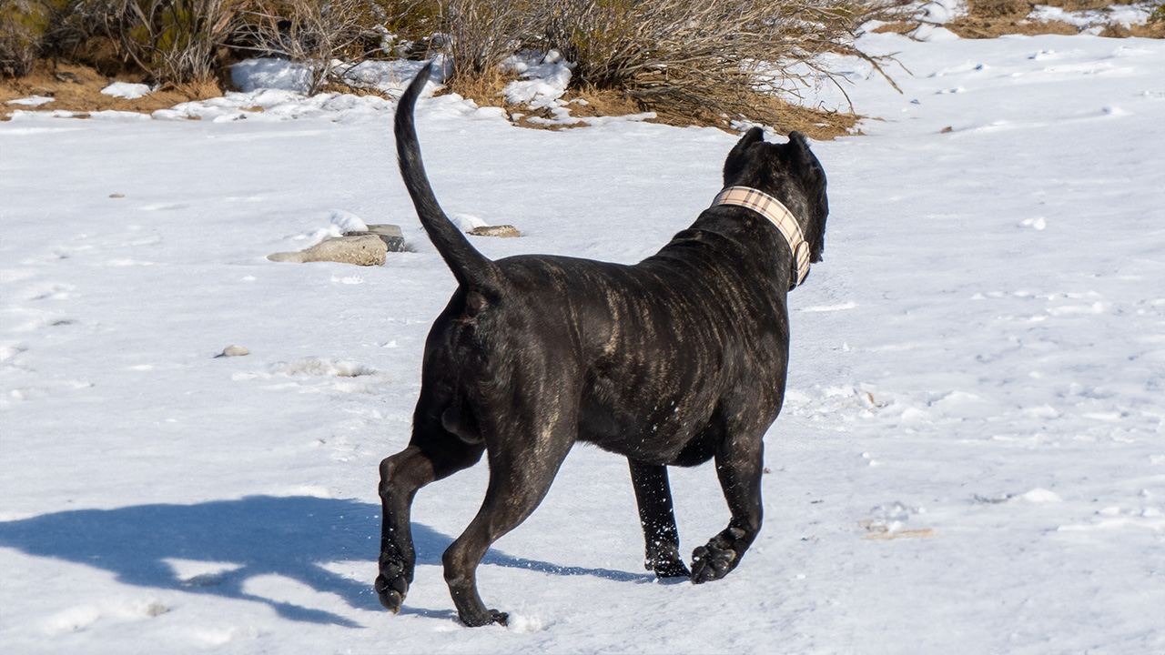 Comprehensive Guide to Nourishing Your Presa Canario: From Essential Nutrients to Feeding Schedules