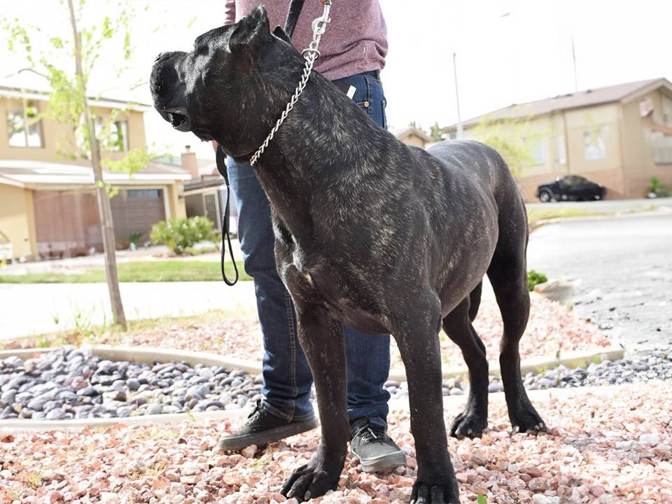 A majestic Presa Canario standing guard in a lush garden.