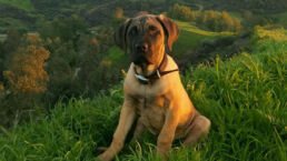 A fawn Presa Canario puppy sitting serenely on a lush green mountainside, representing the new journey of ownership and training.