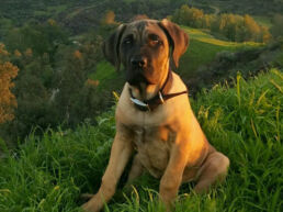 A fawn Presa Canario puppy sitting serenely on a lush green mountainside, representing the new journey of ownership and training.