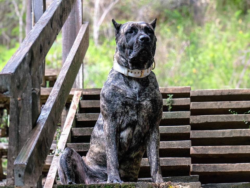 A litter of adorable Presa Canario puppies available for sale in the UK, showcasing a variety of coat colors and playful expressions