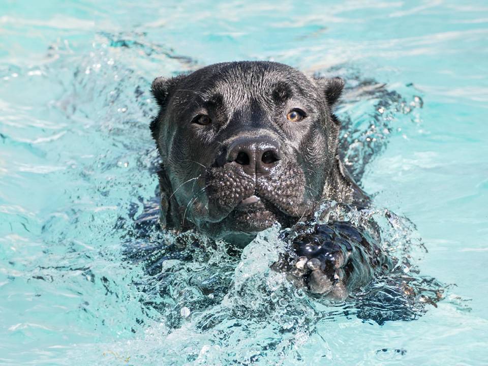 Perro de Presa Canario swimming gracefully in a pool