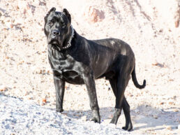 Close-up of a Presa Canario dog with a slightly concerned expression, symbolizing the importance of understanding allergies in the breed.
