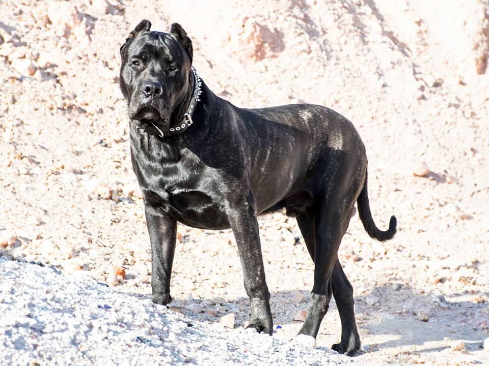 Close-up of a Presa Canario dog with a slightly concerned expression, symbolizing the importance of understanding allergies in the breed.