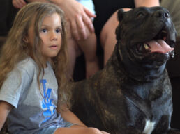 A gentle Presa Canario dog sitting beside a smiling child in a living room.