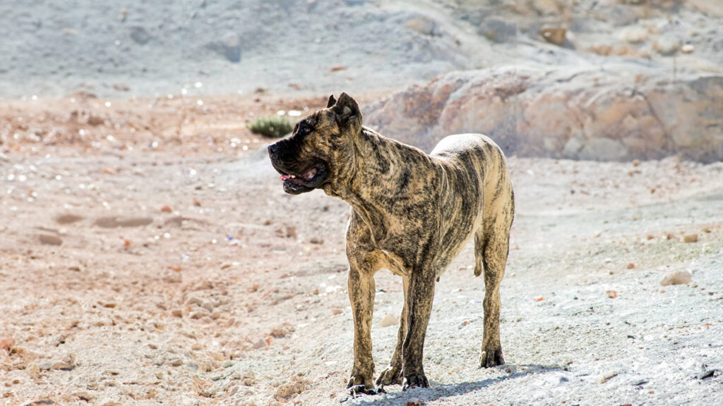 A hiker and their Presa Canario dog traversing a mountain trail amidst the high desert.
