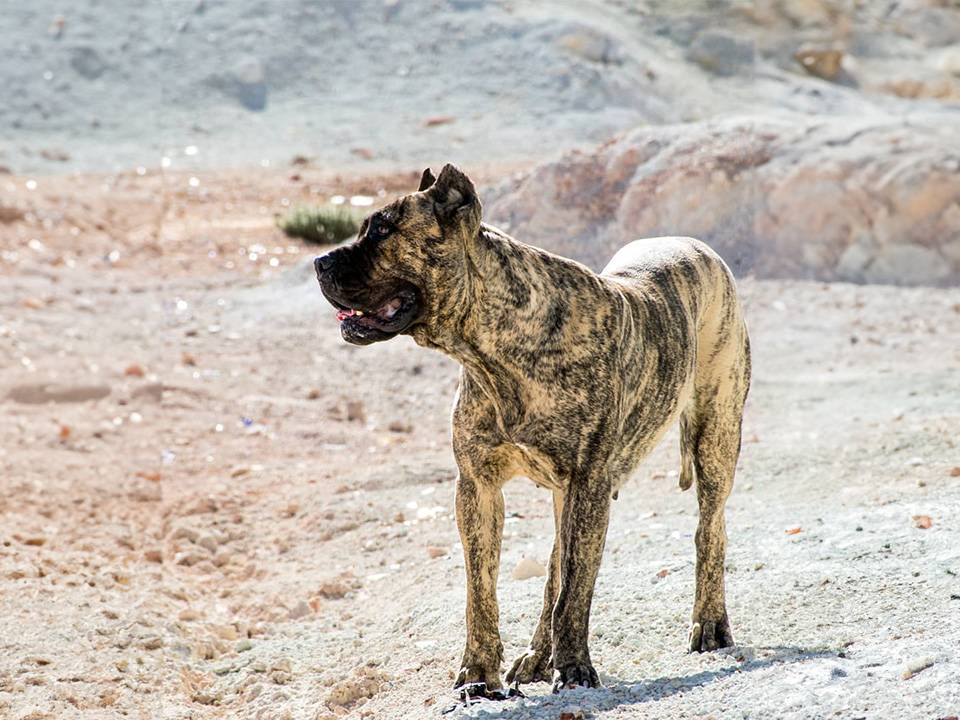 A hiker and their Presa Canario dog traversing a mountain trail amidst the high desert.