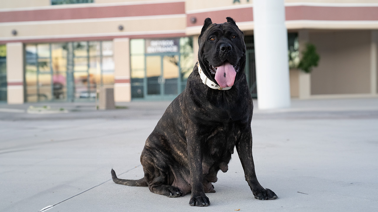 A couple with a Presa Canario dog attending a prenatal veterinary check-up