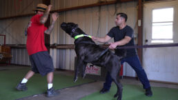 A Presa Canario in a training session, demonstrating obedience skills essential for guard work.