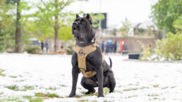 A Presa Canario dog wearing a winter coat, standing on a snowy terrain, epitomizing the need for cold-weather care tips for the breed.