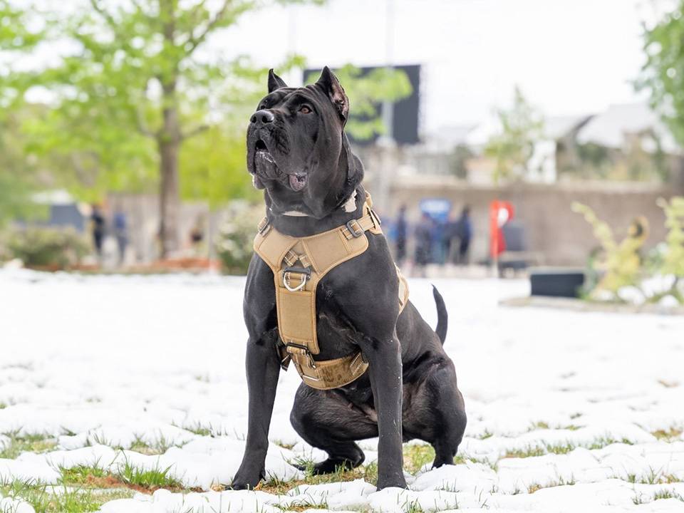 A Presa Canario dog wearing a winter coat, standing on a snowy terrain, epitomizing the need for cold-weather care tips for the breed.