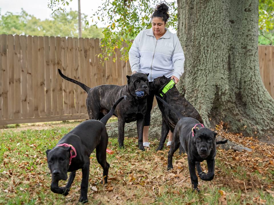 Presa Canario puppy playing with family