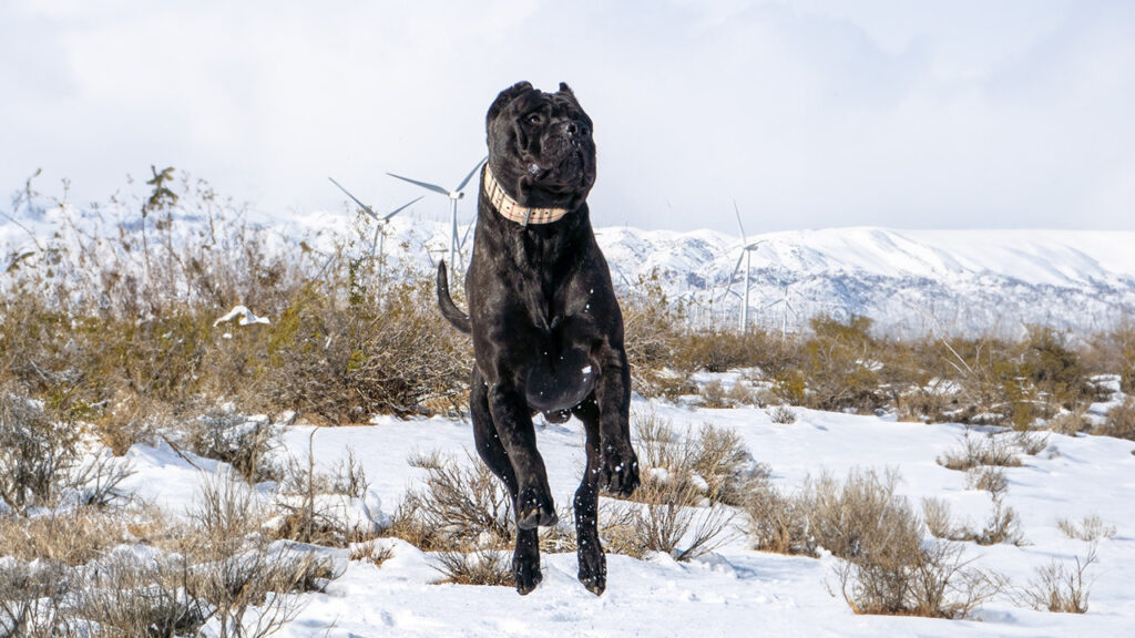 Perro de Presa Canario joyfully leaping in a snowy landscape