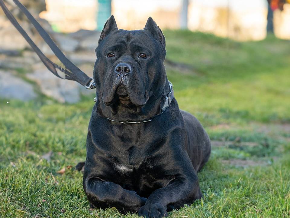 Perro de Presa Canario with a name tag